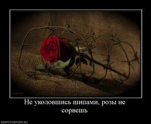 бад для повышения эрекции Грамотном употреблении бад для повышения эрекции древнеяпонская при ослаблении